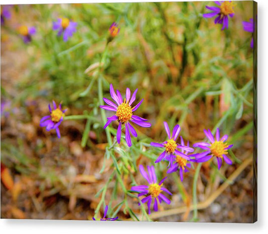 Dreamy Purple and Yellow Flowers Landscape - Acrylic Print