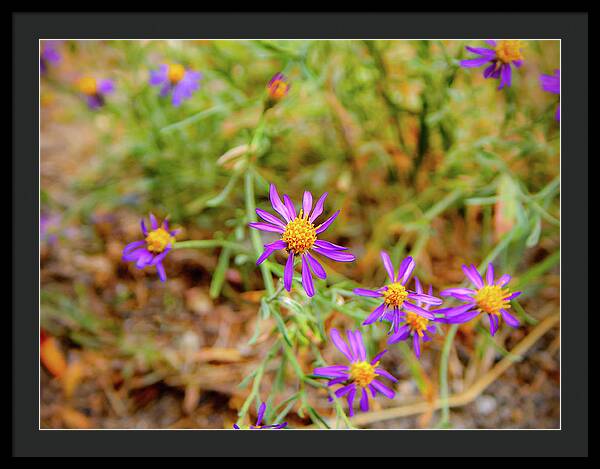 Dreamy Purple and Yellow Flowers Landscape - Framed Print