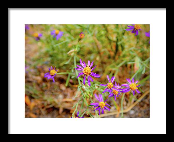 Dreamy Purple and Yellow Flowers Landscape - Framed Print