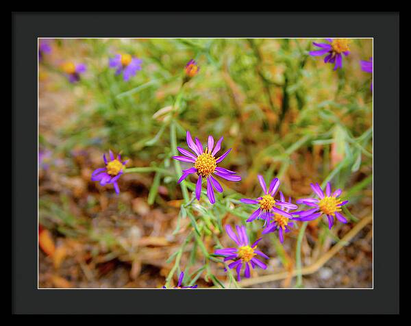 Dreamy Purple and Yellow Flowers Landscape - Framed Print