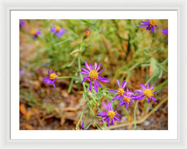 Dreamy Purple and Yellow Flowers Landscape - Framed Print