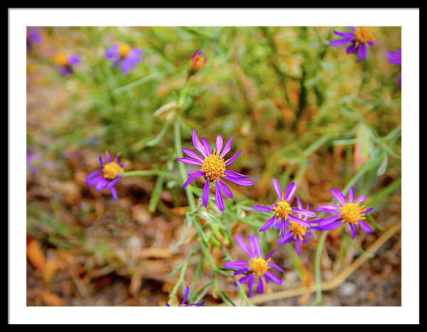 Dreamy Purple and Yellow Flowers Landscape - Framed Print