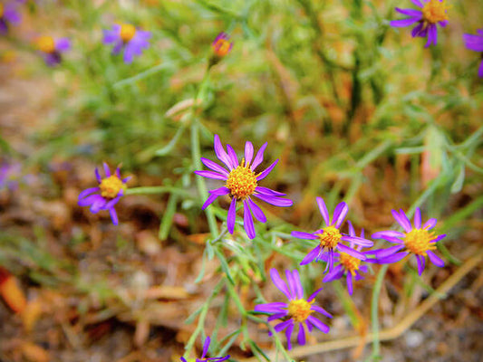 Dreamy Purple and Yellow Flowers Landscape - Art Print