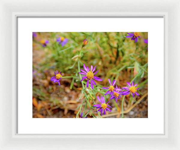 Dreamy Purple and Yellow Flowers Landscape - Framed Print