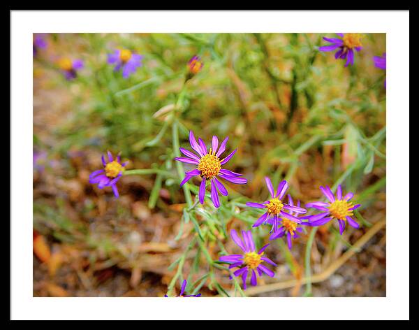 Dreamy Purple and Yellow Flowers Landscape - Framed Print