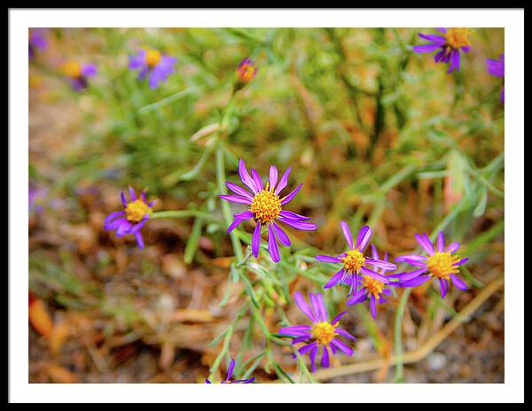 Dreamy Purple and Yellow Flowers Landscape - Framed Print