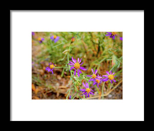 Dreamy Purple and Yellow Flowers Landscape - Framed Print