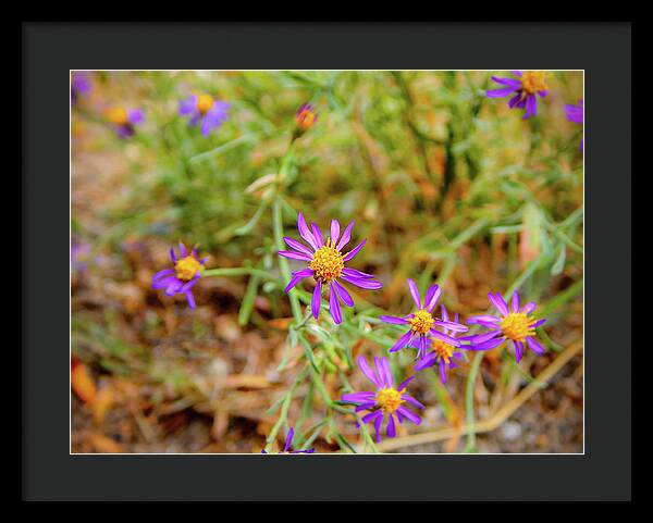 Dreamy Purple and Yellow Flowers Landscape - Framed Print