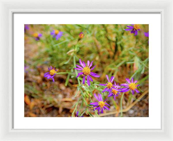 Dreamy Purple and Yellow Flowers Landscape - Framed Print