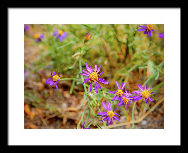 Dreamy Purple and Yellow Flowers Landscape - Framed Print