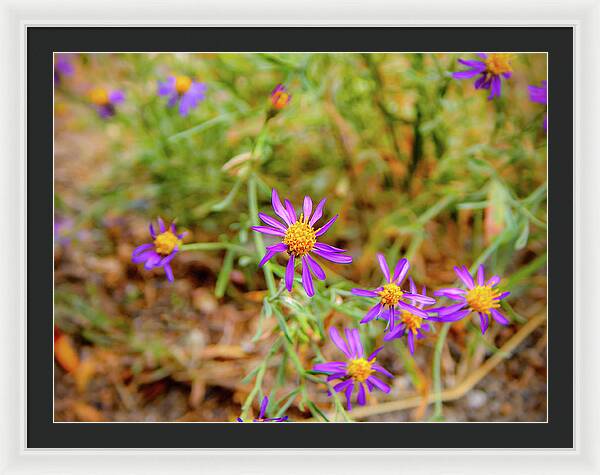 Dreamy Purple and Yellow Flowers Landscape - Framed Print