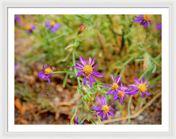 Dreamy Purple and Yellow Flowers Landscape - Framed Print