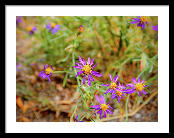 Dreamy Purple and Yellow Flowers Landscape - Framed Print