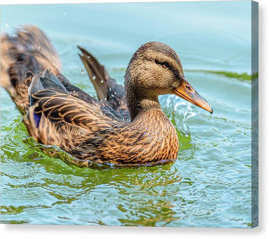 Duck Gliding on Water - Canvas Print