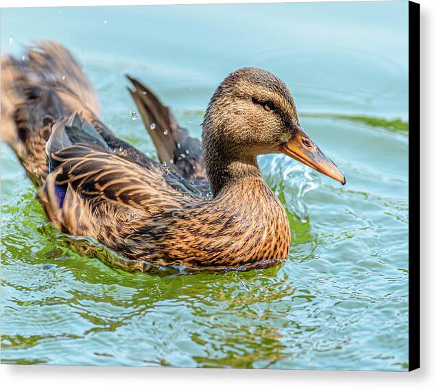 Duck Gliding on Water - Canvas Print