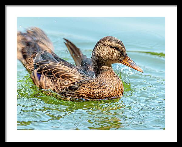 Duck Gliding on Water - Framed Print