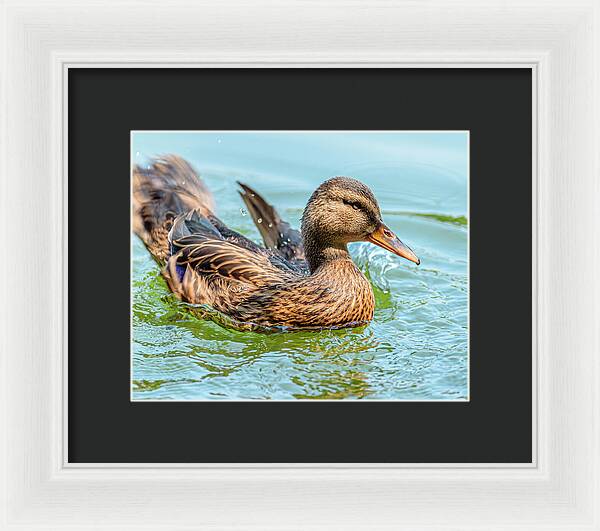 Duck Gliding on Water - Framed Print