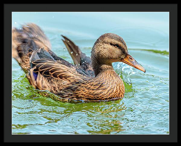 Duck Gliding on Water - Framed Print