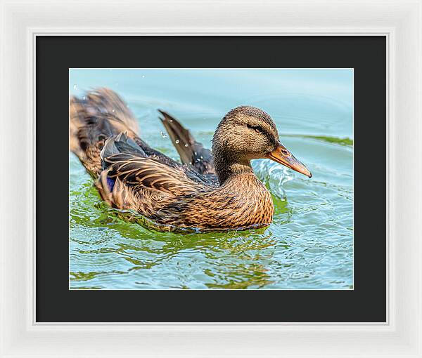 Duck Gliding on Water - Framed Print