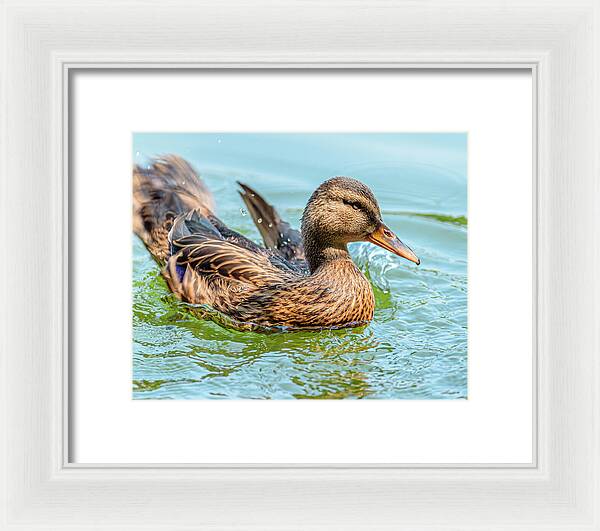 Duck Gliding on Water - Framed Print