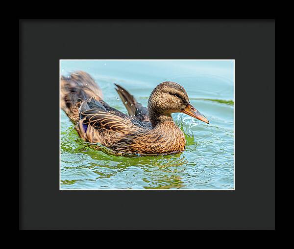 Duck Gliding on Water - Framed Print