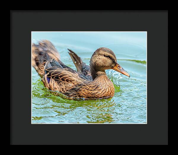 Duck Gliding on Water - Framed Print