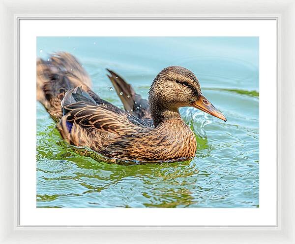 Duck Gliding on Water - Framed Print