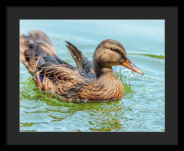 Duck Gliding on Water - Framed Print