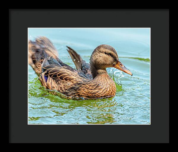 Duck Gliding on Water - Framed Print