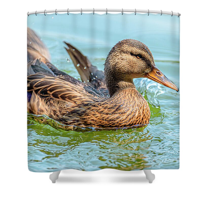 Duck Gliding on Water - Shower Curtain