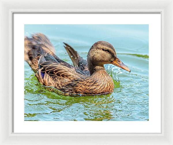 Duck Gliding on Water - Framed Print