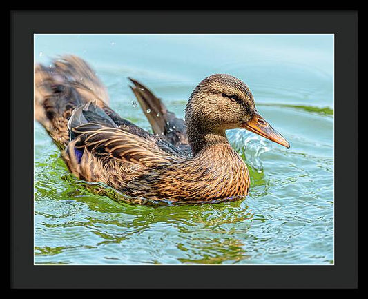 Duck Gliding on Water - Framed Print