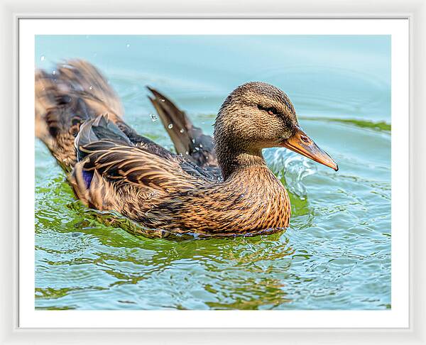 Duck Gliding on Water - Framed Print