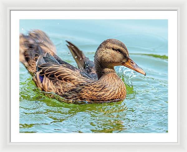 Duck Gliding on Water - Framed Print