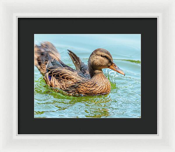 Duck Gliding on Water - Framed Print
