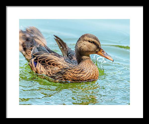 Duck Gliding on Water - Framed Print