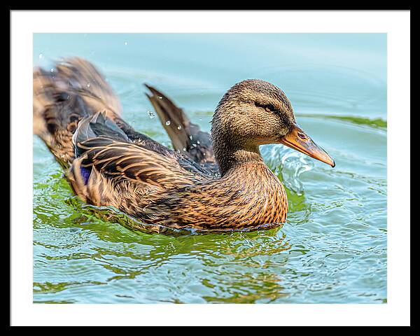 Duck Gliding on Water - Framed Print
