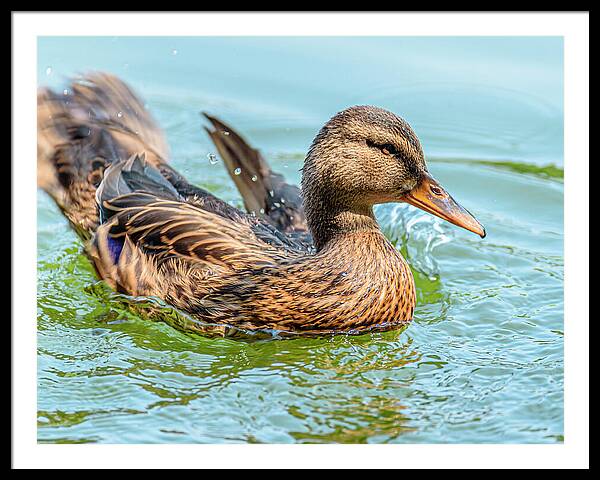 Duck Gliding on Water - Framed Print