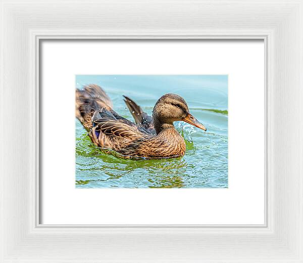 Duck Gliding on Water - Framed Print
