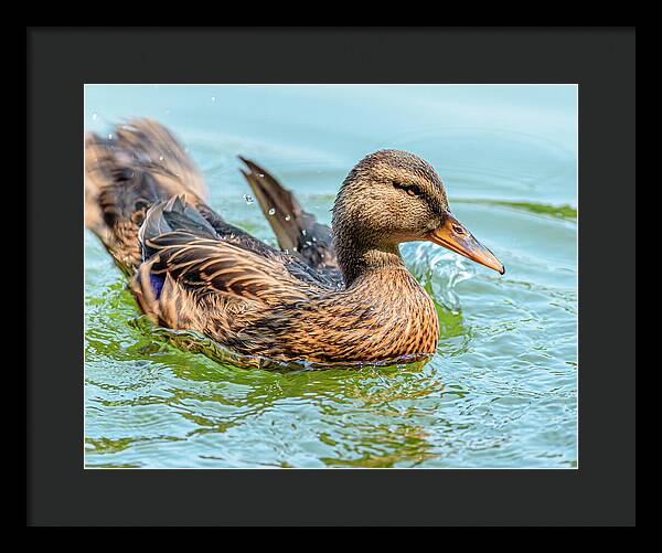 Duck Gliding on Water - Framed Print
