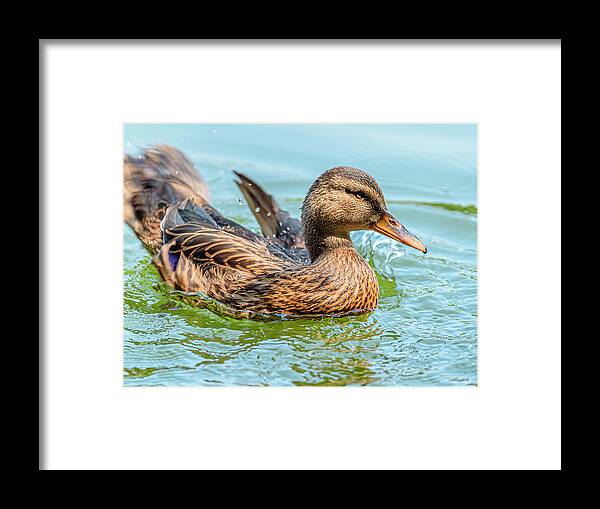 Duck Gliding on Water - Framed Print