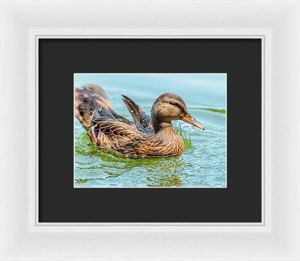 Duck Gliding on Water - Framed Print