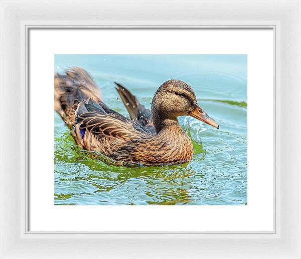 Duck Gliding on Water - Framed Print