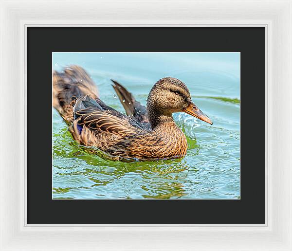 Duck Gliding on Water - Framed Print