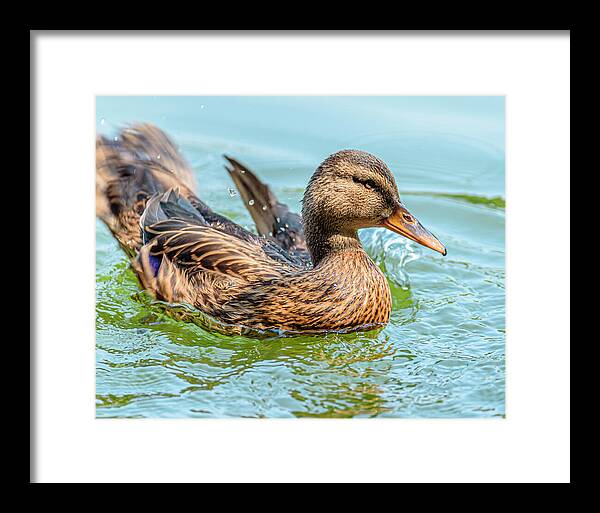 Duck Gliding on Water - Framed Print