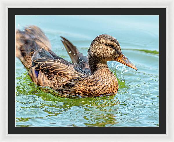 Duck Gliding on Water - Framed Print