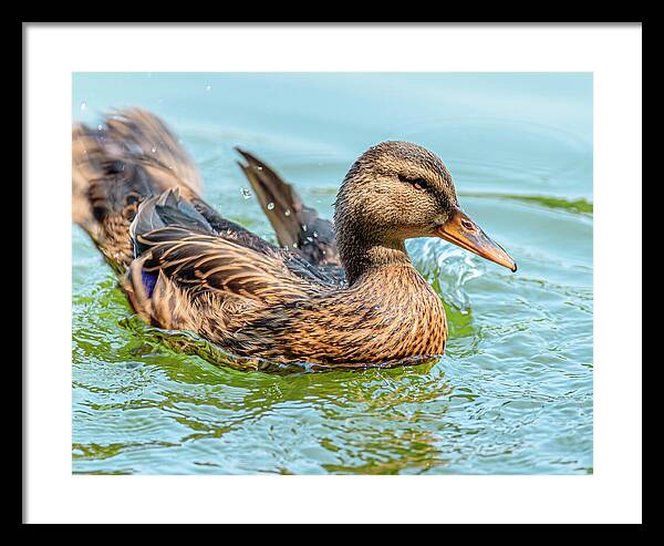 Duck Gliding on Water - Framed Print
