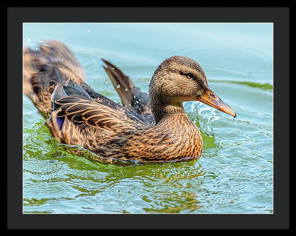 Duck Gliding on Water - Framed Print