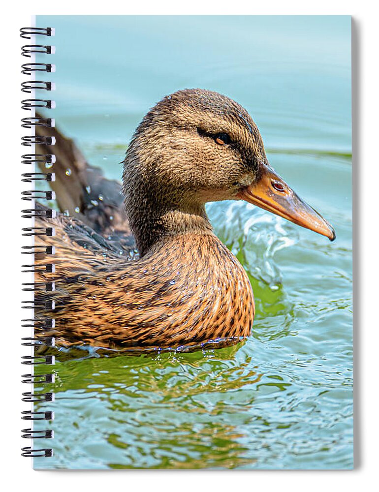 Duck Gliding on Water - Spiral Notebook
