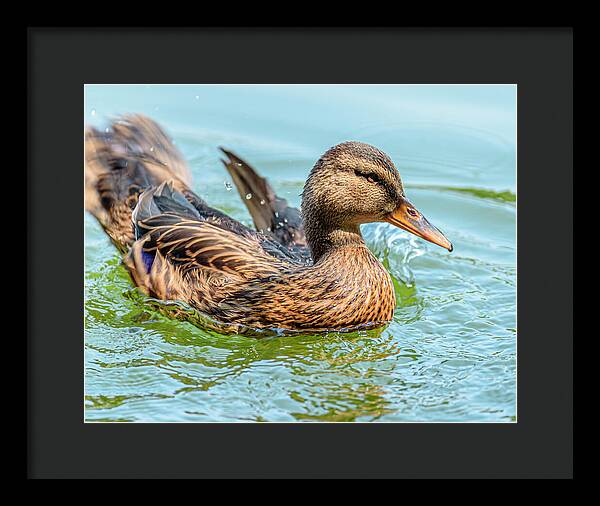 Duck Gliding on Water - Framed Print
